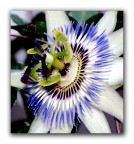 Passiflora Passiflora
