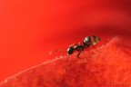 Su e giù per un Ibisco Su e giù per un Ibisco