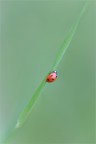 Coccinella Coccinella