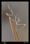 ...Empusidae... ...Empusidae...