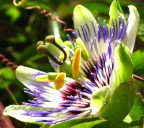 Passiflora... Passiflora...
