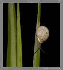 Lumaca ... Lumaca ...