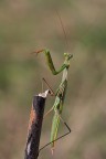 Scalpitante - Mantide Scalpitante - Mantide