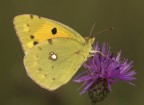 Colias crocea Colias crocea