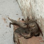 .... gatti