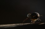 il pesante fardello il pesante fardello