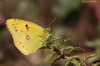 Coalis Crocea Coalis Crocea