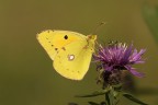 Colias Colias