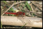 libellula granata libellula granata