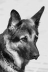 my dog my dog