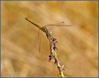libellula libellula
