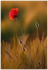 Semplici papaveri.... Semplici papaveri....