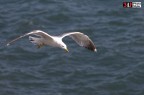 Seagull Seagull