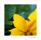 La creaturina.... La creaturina....