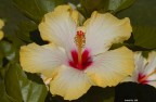 Flower Flower