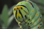Macro Ritratto Macro Ritratto