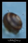 snail snail