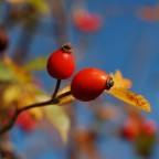 Colori d'autunno Colori d'autunno