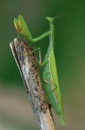 Non avevo mai visto una mantide. Si  posata su una zanzariera grigia, ho aspettato ma niente, l'ho presa delicatamente e l'ho posata su un ramo, poi ho cominciato a fotografare, con la luce che andava e veniva. Padre,  grave il mio peccato? Il posatoio deve essergli piaciuto, stamattina  ancora l! Nikon d50 con Sigma 150mm apo macro, 1/20 sec. f/8 con treppiede. Un enorme grazie all'amico Pierdamiano per i consigli tecnici!