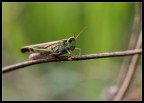 Cavalletta Cavalletta