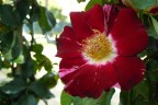 Altra rosa Altra rosa