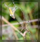 Serial Killer Serial Killer