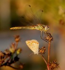 lezioni cartesiane lezioni cartesiane