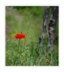 Papavero Papavero
