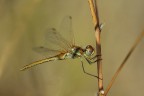dietro ad un filo d'ombra dietro ad un filo d'ombra