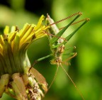 Un vero grattacapo Un vero grattacapo