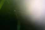 Microdistanze