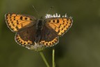 Lycaena tityrus fem. Lycaena tityrus fem.