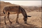 Pascolando nel deserto...
