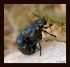 Scarabeo Scarabeo