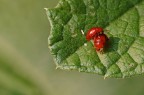 Poco pi grandi che pidocchi, appena si sono visti hanno dato origine ad un incontro di lotta greco-romana dagli esiti, fortunatamente, non cruenti. Nikon d50 con Sigma 150mm apo macro, 1/45 sec. f/9,5 con treppiede. Commenti e critiche gradite!