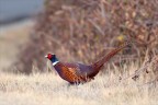 Fagiano Maschio in Splendida Livrea... Fagiano Maschio in Splendida Livrea...