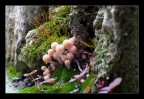 Funghi Funghi