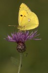 Colias crocea Colias crocea