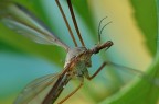 Nikon d50 con Sigma 150mm apo macro, 1/10 sec. f/8 con treppiede, Iso 400. Lettura spot sul musetto, compensazione dell'esposizione +1,0, apnea per compensare la mancanza di scatto a distanza e il sollevamento preventivo dello specchio. Luce del tardo pomeriggio, buona dose di fortuna. Commenti e critiche gradite!