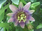 Passiflora Passiflora