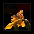 Simply Butterfly Simply Butterfly