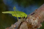 Nikon d50 con Sigma 150mm apo macro, 1/60 sec. f/9,5 con flash, mano libera, Iso 400. Commenti e critiche gradite!