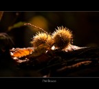 Nel bosco Nel bosco