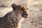 Namibia, Ghepardo Namibia, Ghepardo
