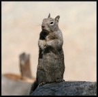 Scoiattolo, bipede allo Yosemite Natl Park Scoiattolo, bipede allo Yosemite Natl Park