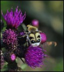 strano insetto strano insetto