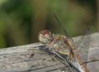 libellula al bancone:una media chiara grazie libellula al bancone:una media chiara grazie