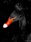 Cigno nero Cigno nero