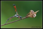 [valter] Dormiente (Ammophila sabulosa)