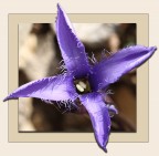 Non sentite il profuno ? Non sentite il profuno ?